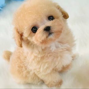 Meet your Posher, Hey